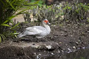 Martinique: Domestic duck in a garden in Martinique Island