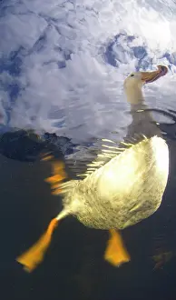 Zones: Domestic duck on the surface - New Zealand