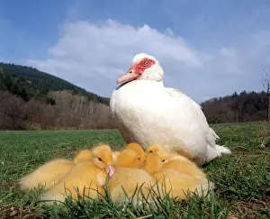 Warmth: Domestic Duck with young