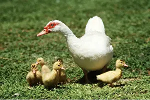 Duckling: Domestic Duck with young