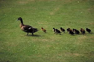 Duckling: Domestic ducks