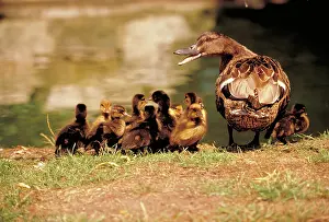 Duckling: Domestic ducks