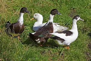 Muscovy: Domestic Ducks - three Muscovy and one Aylesbury