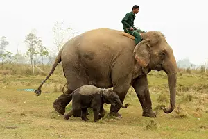 Chitwan: Domestic Elephant cow and calf