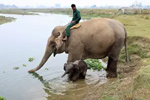 Chitwan: Domestic Elephant cow and calf drinking in Rapti River
