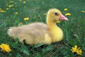 Emden: Domestic Emden GOOSE - Gosling