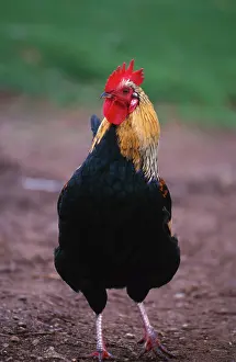 Farmyard: Domestic farmyard rooster