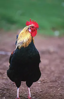 Farmyard: Domestic farmyard rooster