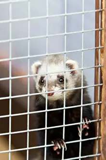 Putorius: Domestic Ferret - in cage