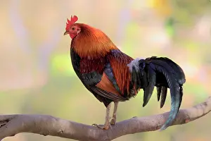 Cocks: Domestic Fowl (Gallus gallus domesticus), rooster