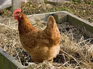 Gallus: Domestic free-range chicken