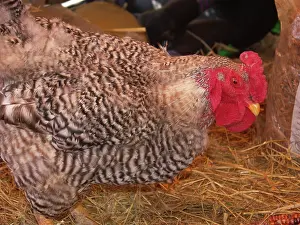 Gallus: Domestic free-range rooster
