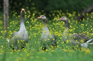Mode: Domestic Geese in Buttercup flowers - France
