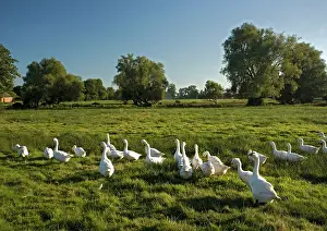Pastural: Domestic Geese - In field
