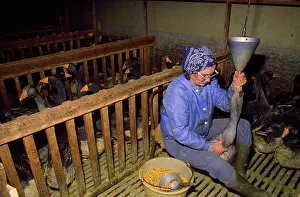 Gras: Domestic Geese - force feeding for Foie Gras
