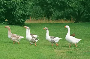 DOMESTIC GEESE - WALK ON GRASS