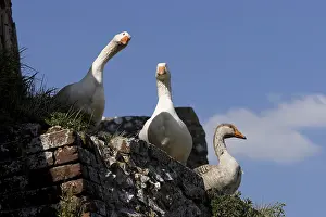 Normandie: Domestic geese on a wall