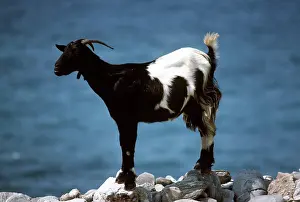 Nancy Jennings: DOMESTIC GOAT