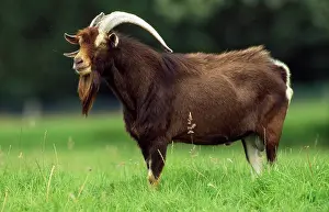 Billy: Domestic GOAT - Billy goat