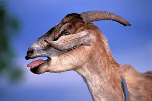 Bleating: Domestic GOAT - bleating, side view