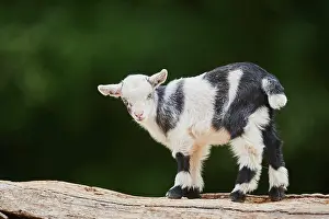 Aegagrus: Domestic goat (Capra aegagrus hircus), kid, standing