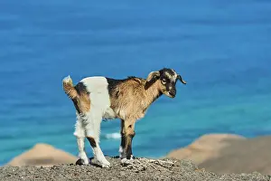 Aegagrus: Domestic Goat (Capra aegagrus hircus ), young animal