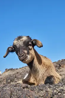 Hircus: Domestic Goat (Capra aegagrus hircus) lies on stony