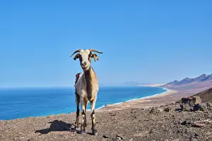 Aegagrus: Domestic Goat (Capra aegagrus hircus ), Playa de