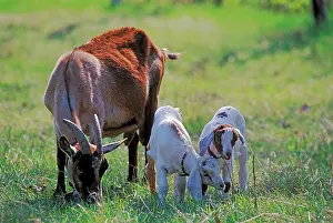 Kids: Domestic Goat with two Kids grassing in meadow