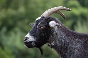 Hircus: Domestic Goat Nanny - adult goat - Germany