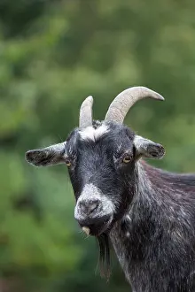 Hircus: Domestic Goat Nanny - adult goat - Germany