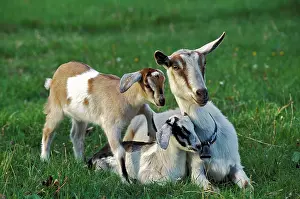 Kids: Domestic Goat with twin kids in meadow