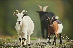 Goat: Domestic goats (Capra hircus), going, wildlife Park