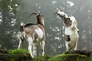 Competitor: Domestic Goats (Capra hircus hircus) rising and