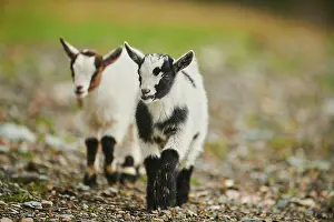 Goat: Domestic goats (Capra hircus), youngster going