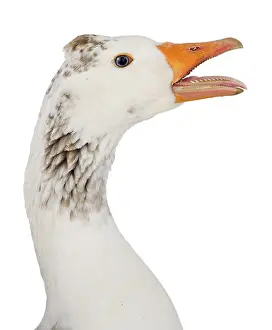 Exclaiming: A domestic goose