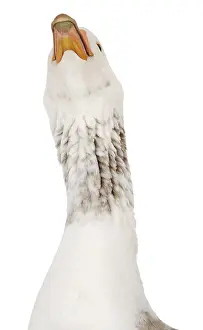Necks: A domestic goose