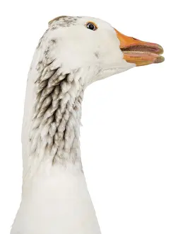 Necks: A domestic goose