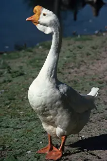 Gander: Domestic Goose