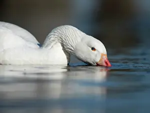 Ketelmeer: Domestic Goose