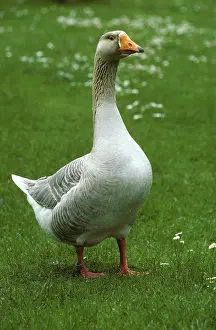 Tagged: Domestic goose