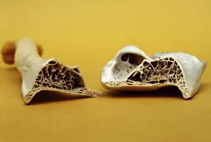 Peter Green: Domestic Goose - Bird bone section