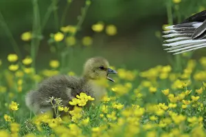 Speaking: Domestic Goose chick in Buttercup flowers - France
