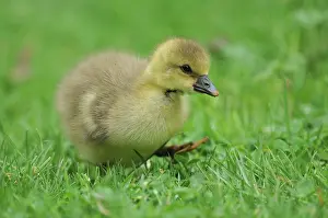 Keeping: Domestic Goose chick walking in grass - France