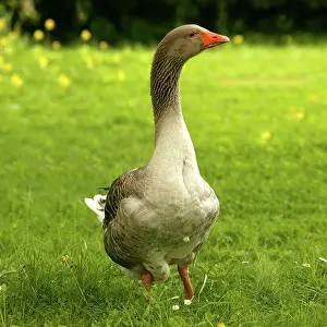 Toulouse: Domestic Goose 'Goose of Toulouse'