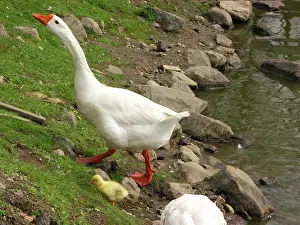 Anserini: Geese