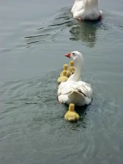 Anserini: Geese