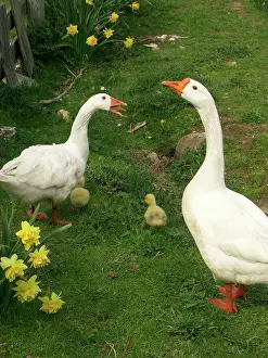 Anserini: Geese