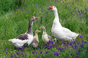 Alentejo: Domestic Goose - parents with goslings Alentejo, Portugal