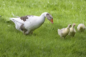 Farmyards: Domestic goose and its youngs in a meadow Niederbruck France
